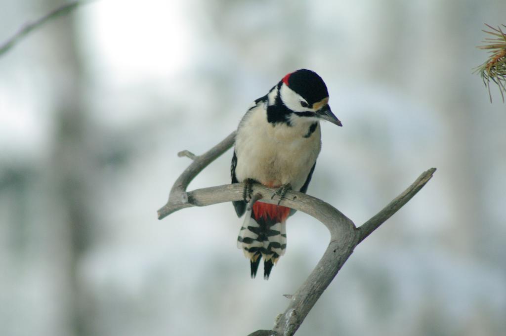 Birk Bed & Birds Bed & Breakfast Svanvik ภายนอก รูปภาพ
