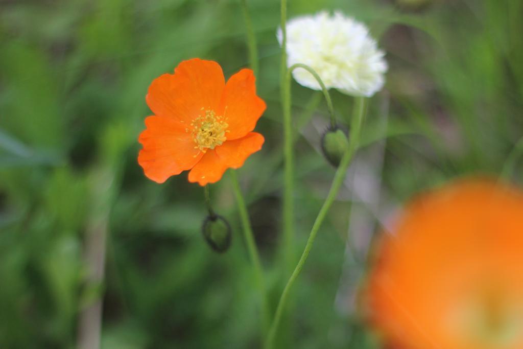 Birk Bed & Birds Bed & Breakfast Svanvik ภายนอก รูปภาพ